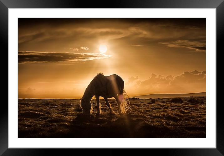  Gower pony at sunset on Cefn Bryn Framed Mounted Print by Leighton Collins