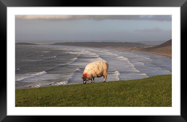  A sheep at Rhossili Framed Mounted Print by Leighton Collins