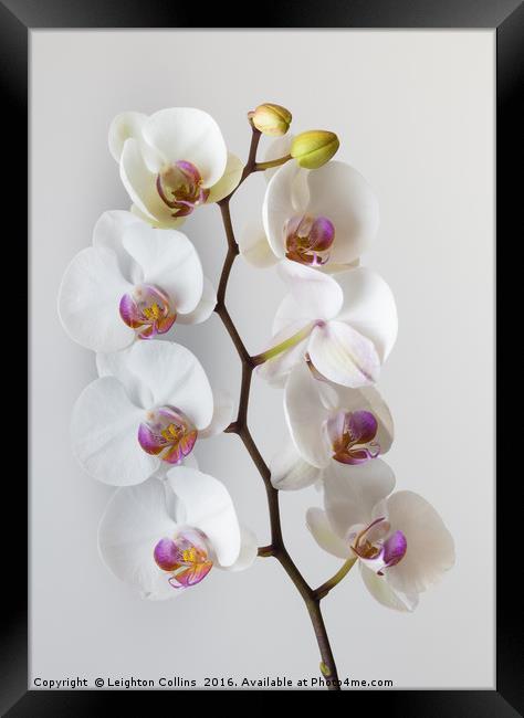 White Orchid Framed Print by Leighton Collins
