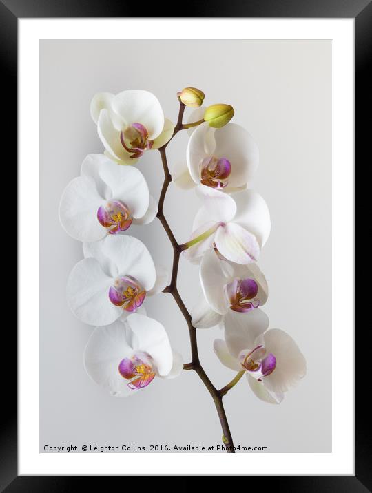 White Orchid Framed Mounted Print by Leighton Collins