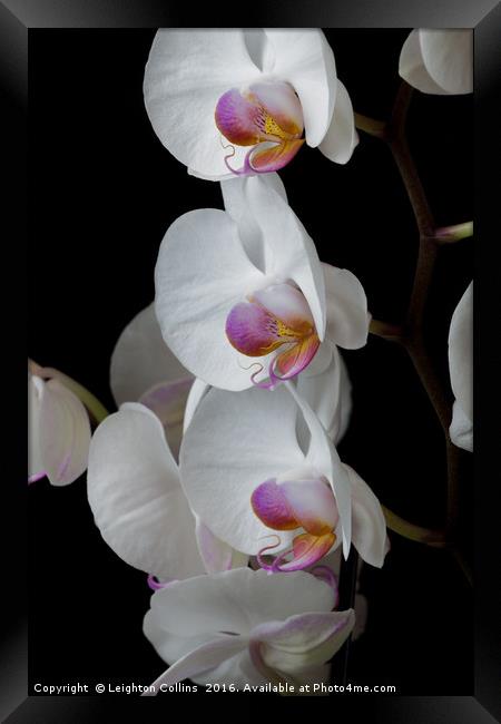 White Orchids Framed Print by Leighton Collins