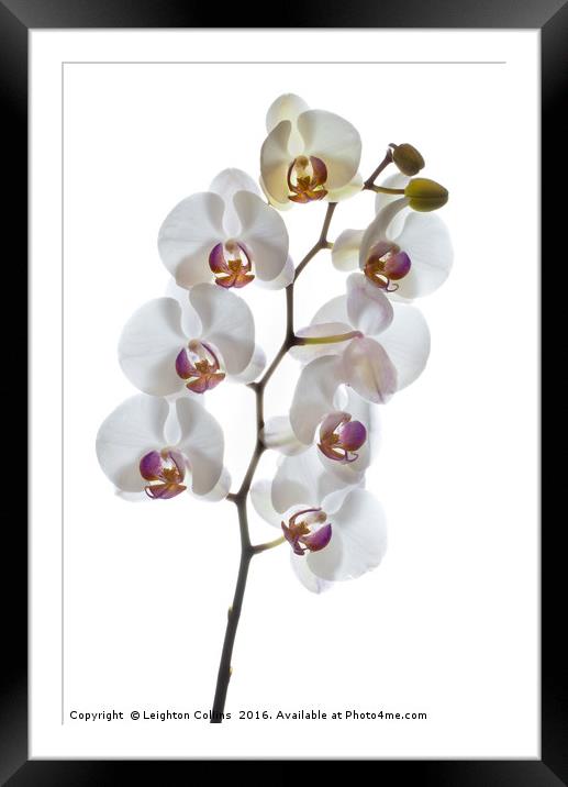 Orchids in High Key Framed Mounted Print by Leighton Collins