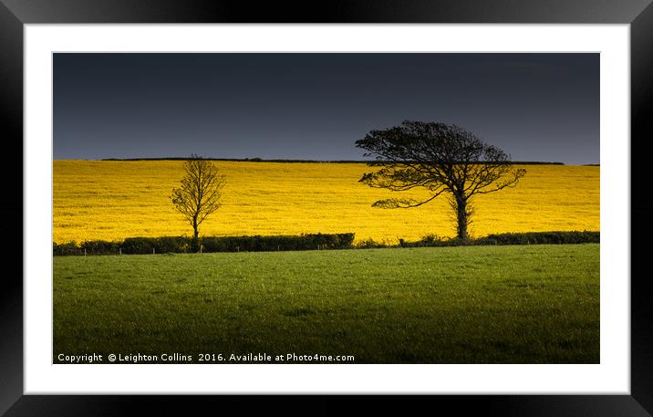 Rapeseed field Framed Mounted Print by Leighton Collins