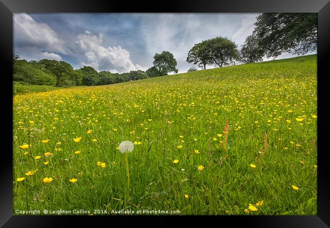 Buttercup field Framed Print by Leighton Collins