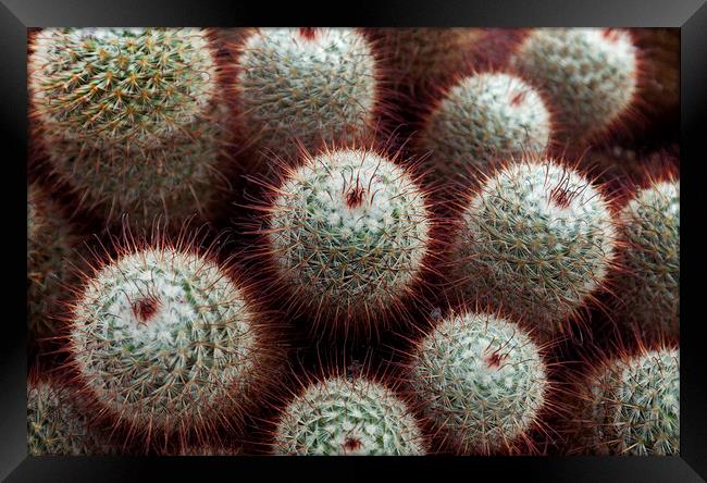 Silken pincushion cactus Framed Print by Leighton Collins