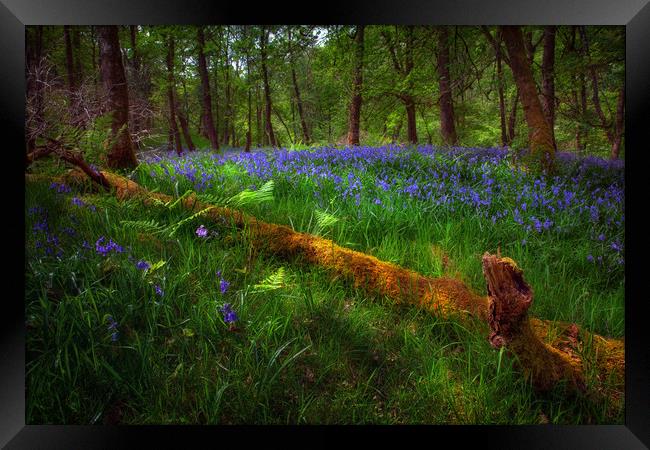 Bluebells and a fallen tree Framed Print by Leighton Collins
