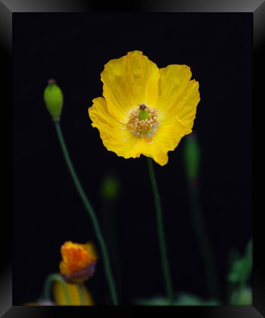 Welsh poppies Framed Print by Leighton Collins