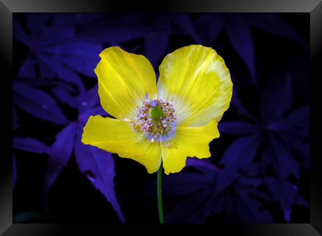 Yellow Welsh poppy Framed Print by Leighton Collins