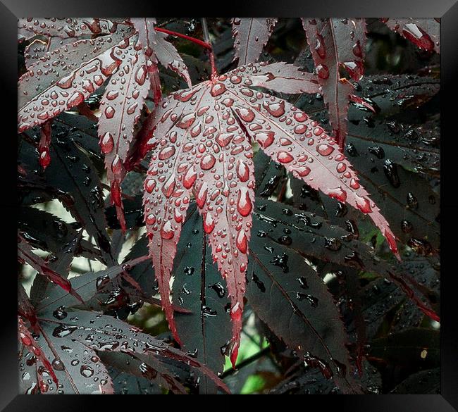 Water on a Crimson Acer leaf Framed Print by Leighton Collins