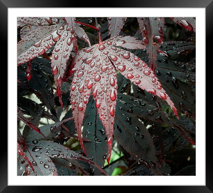 Water on a Crimson Acer leaf Framed Mounted Print by Leighton Collins