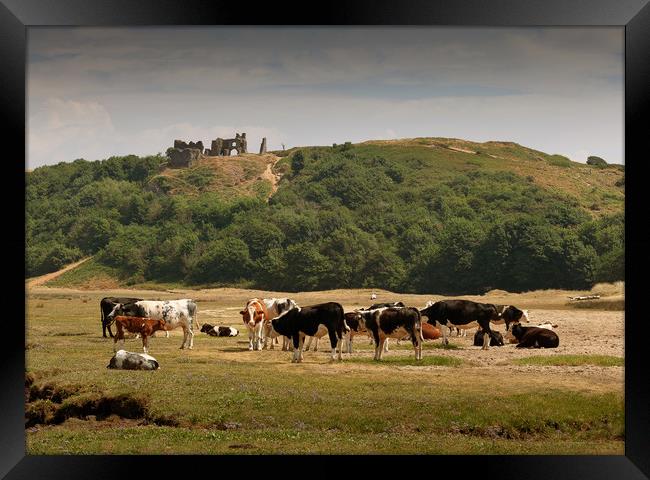 Cows grazing under Pennard Castle Framed Print by Leighton Collins