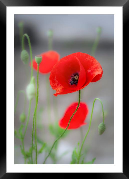 Red Poppies  Framed Mounted Print by Leighton Collins