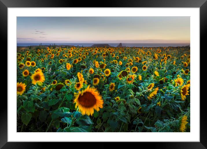 Sunflowers at Rhossili Framed Mounted Print by Leighton Collins