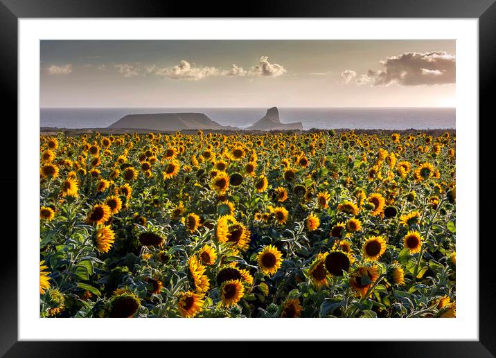 Sunflowers at Worms Head Framed Mounted Print by Leighton Collins