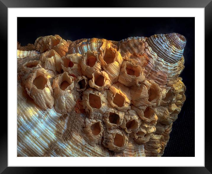 Sea shell and barnacles Framed Mounted Print by Leighton Collins