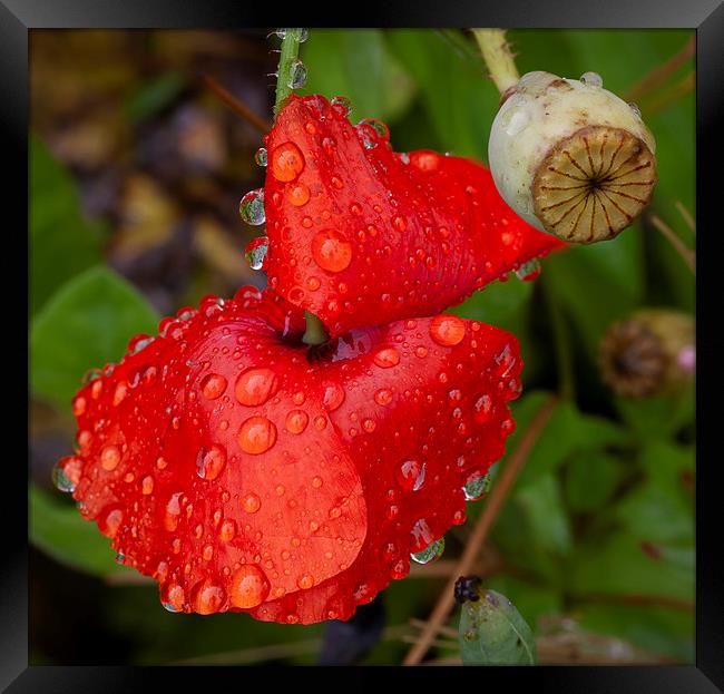 Raindrops on a Red Poppy Framed Print by Leighton Collins