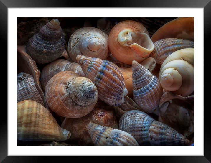 Netted dog whelks Framed Mounted Print by Leighton Collins