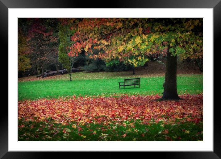 An Autumn bench at Clyne Gardens Framed Mounted Print by Leighton Collins