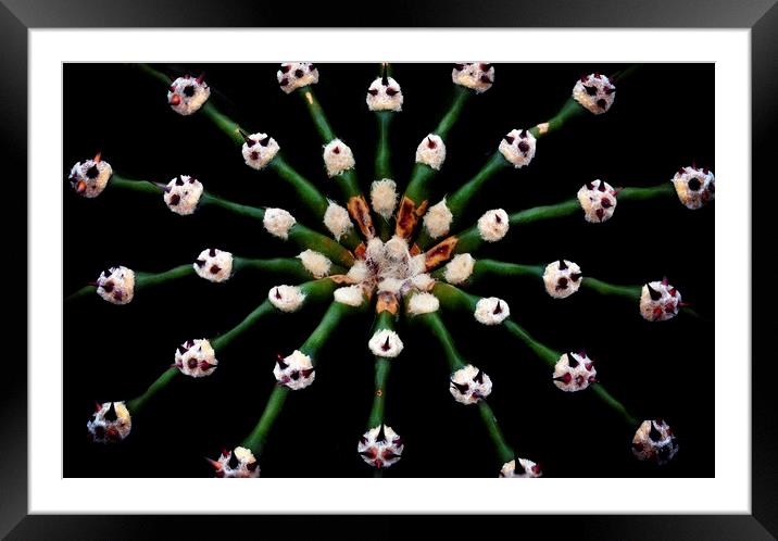 Graphic cactus macro Framed Mounted Print by Leighton Collins