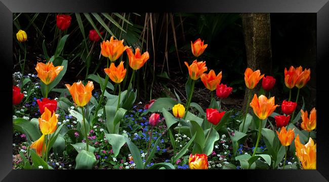 Sprenger's tulips in bloom Framed Print by Leighton Collins