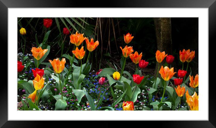 Sprenger's tulips in bloom Framed Mounted Print by Leighton Collins