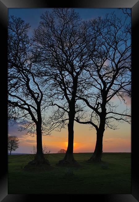 Three trees in silhouette Framed Print by Leighton Collins