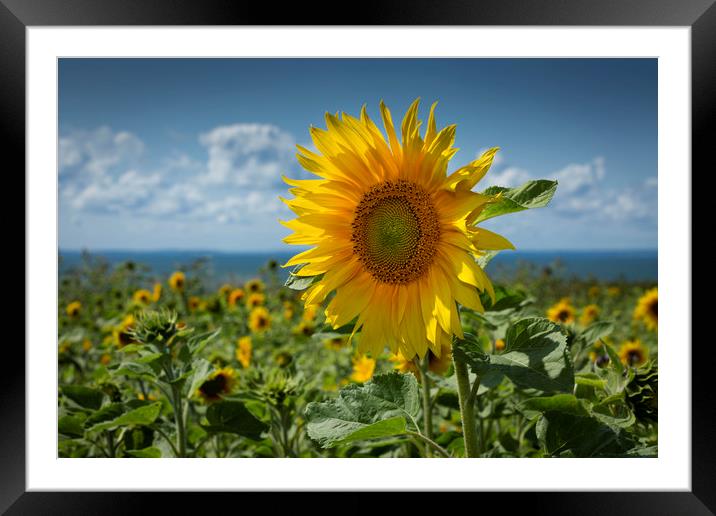 Sunflowers on the Gower peninsula Framed Mounted Print by Leighton Collins