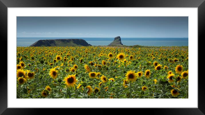 A field of Sunflowers Framed Mounted Print by Leighton Collins
