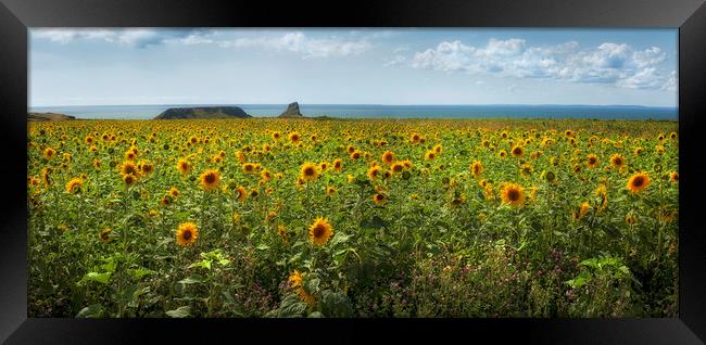 A panoramic field of Sunflowers Framed Print by Leighton Collins