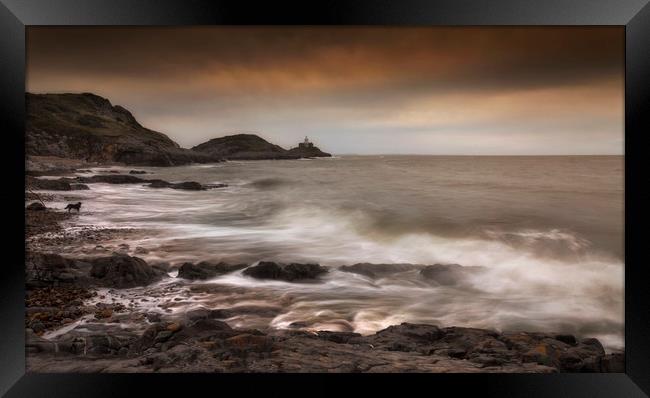 The dog on Bracelet Bay Framed Print by Leighton Collins