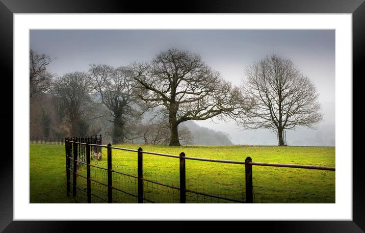 Bare Winter trees Framed Mounted Print by Leighton Collins