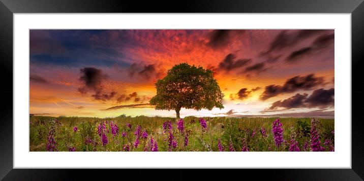 Foxgloves at sunset Framed Mounted Print by Leighton Collins