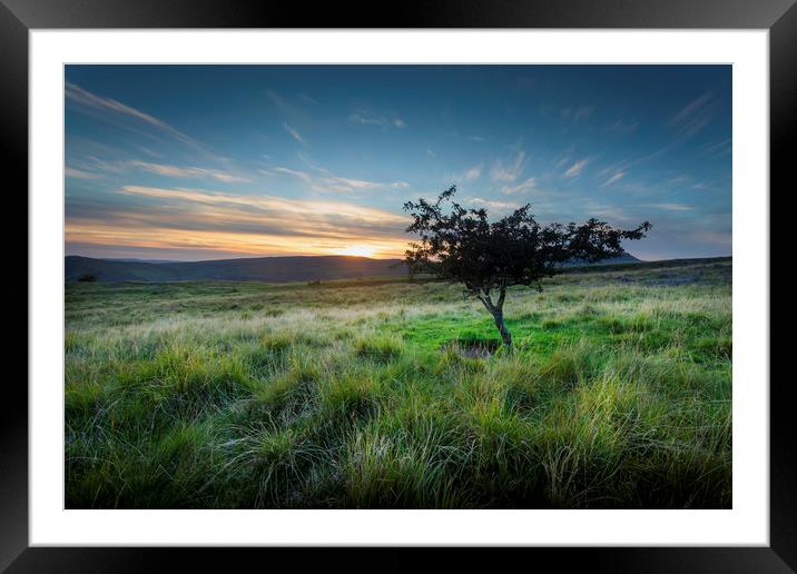 A lone tree at sunset Framed Mounted Print by Leighton Collins