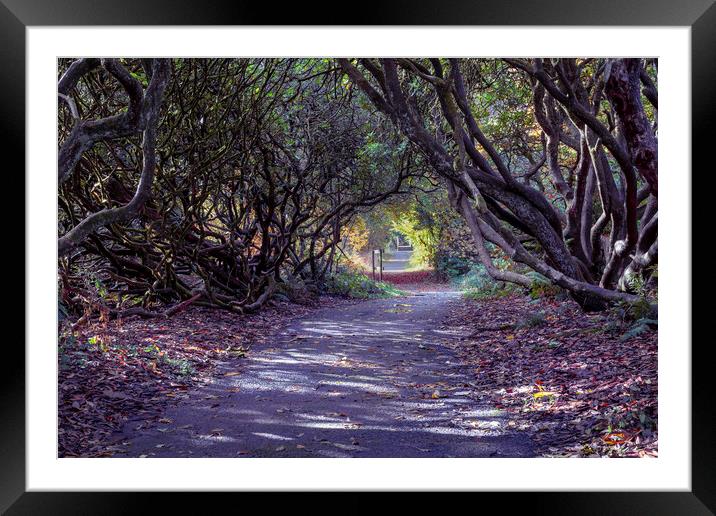 Tree lined Rhododendron walkway Framed Mounted Print by Leighton Collins
