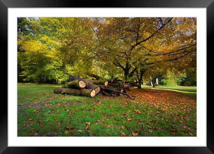 Autumn leaves and cut trees Framed Mounted Print by Leighton Collins