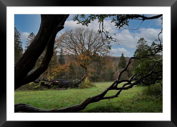 Autumn in a country park Framed Mounted Print by Leighton Collins