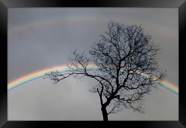 Bare tree and a double rainbow Framed Print by Leighton Collins