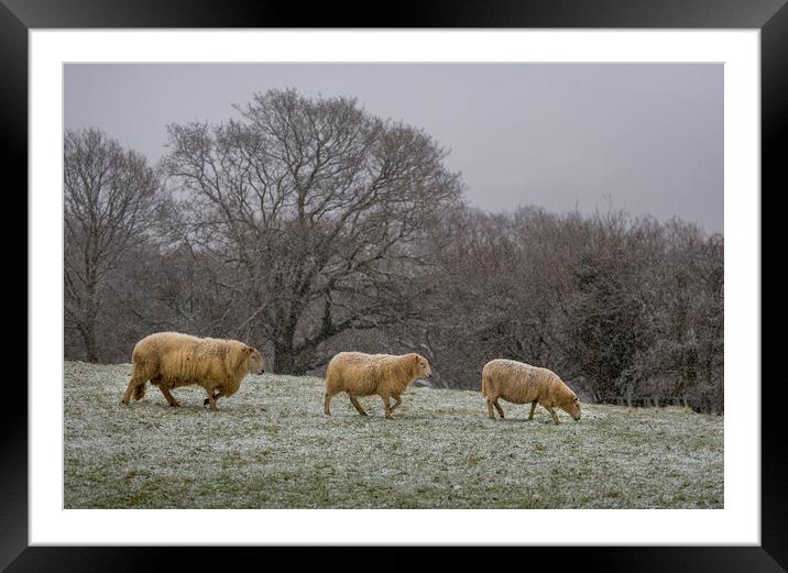 Sheep in a Welsh field Framed Mounted Print by Leighton Collins