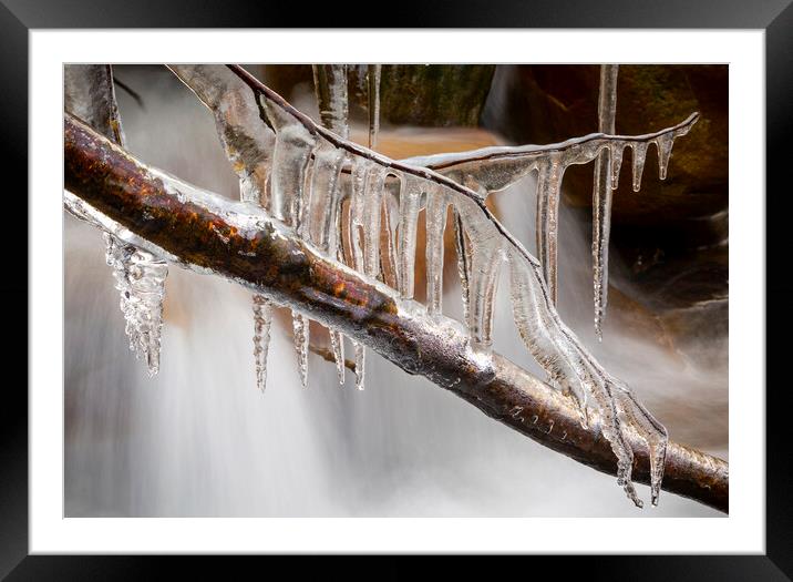 Icicles on a branch Framed Mounted Print by Leighton Collins