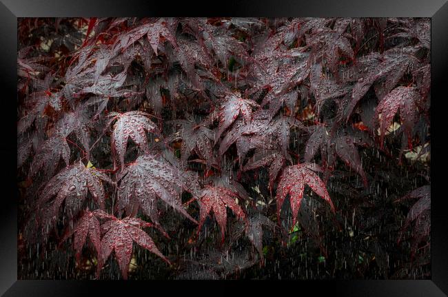 Rain on Acer leaves Framed Print by Leighton Collins