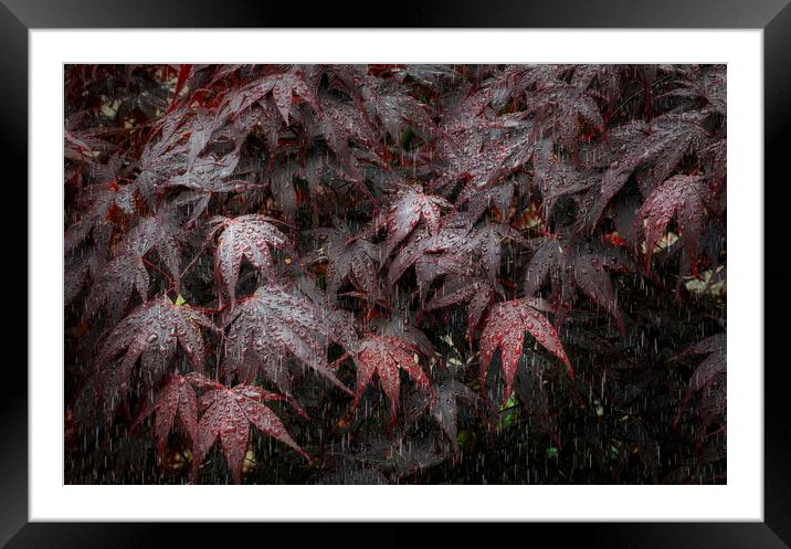 Rain on Acer leaves Framed Mounted Print by Leighton Collins