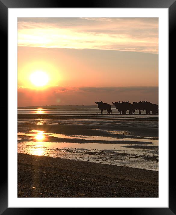 WILDEBEEST AT SUNSET Framed Mounted Print by mark tudhope