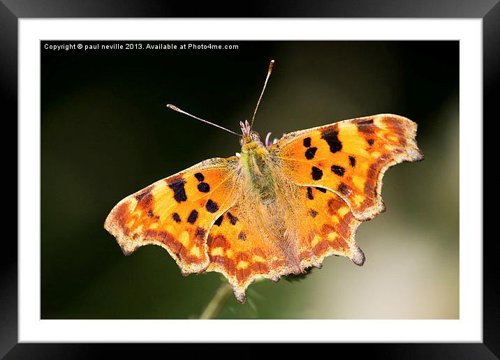 butterfly Framed Mounted Print by paul neville
