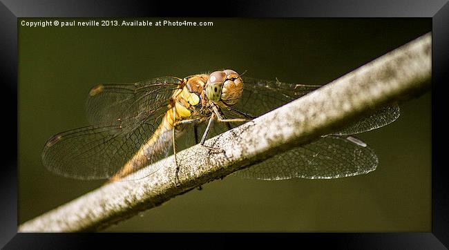 dragonfly Framed Print by paul neville