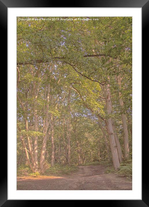 woodland walk Framed Mounted Print by paul neville