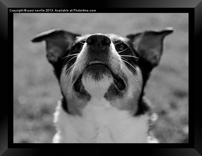 jack russell terrier Framed Print by paul neville