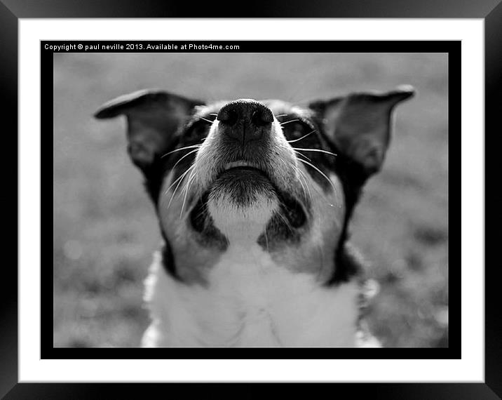 jack russell terrier Framed Mounted Print by paul neville