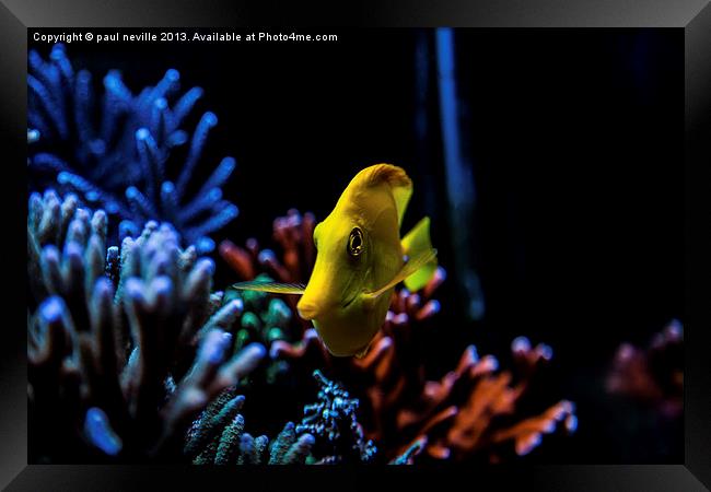 yellow tang Framed Print by paul neville
