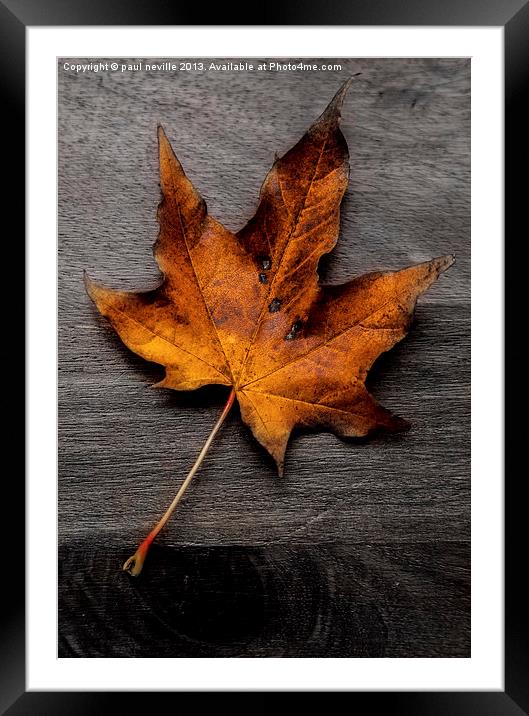 autumn leaf colour pop Framed Mounted Print by paul neville