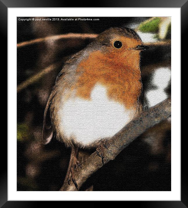 Robin on canvas Framed Mounted Print by paul neville